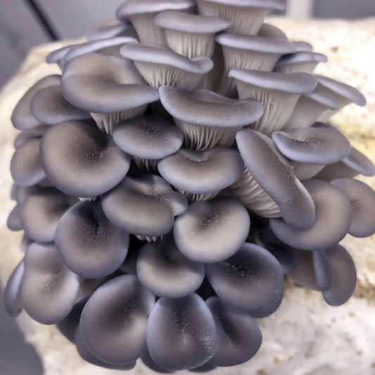 Oyster Mushroom Facts