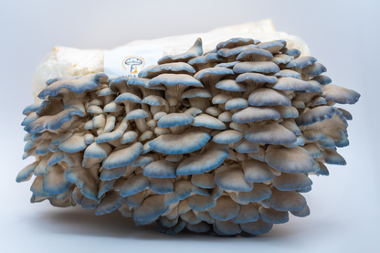 Blue Oyster Mushroom Grow Bag