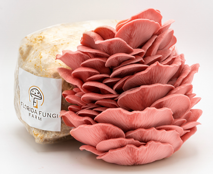 Pink Oyster Mushroom Grow Bag