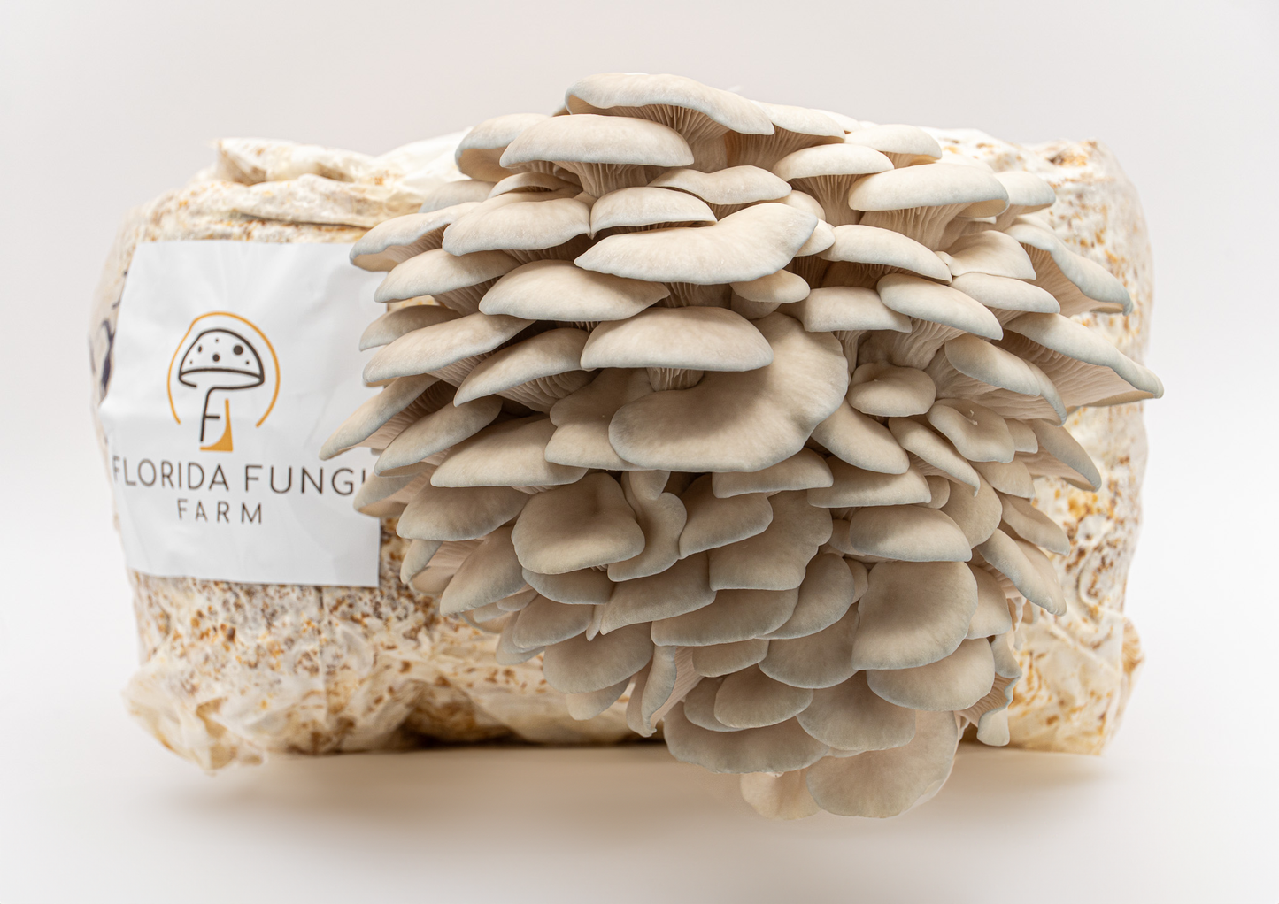 Pearl Oyster Mushroom Grow Bag