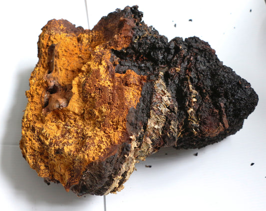 We now offer Chaga Extract! The "King of Medicinal Mushrooms."