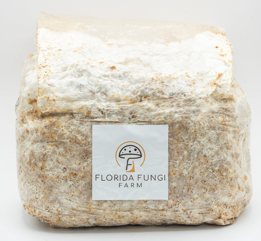 Pink Oyster Mushroom Grow Bag